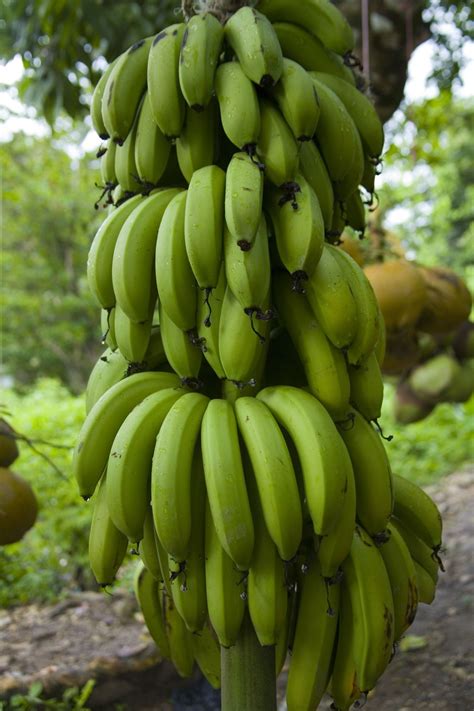 A Grade Fresh Green Banana Packaging Type Loose Rs 15 Kg Id