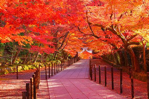 光明寺 紅葉