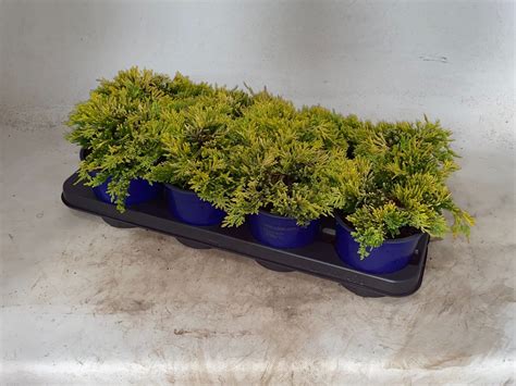 Juniperus horizontalis 'Golden Carpet' — Plant Wholesale FlorAccess