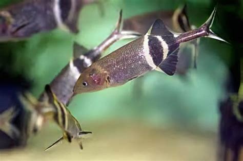 African Elephant Nose Fish Gnathonemus Petersii 10cm Sims Tropical