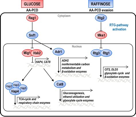 Figure 1 Mitochondrial Rtg Pathway And Glucose Repression