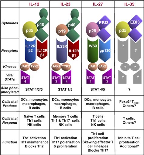 Ijms Free Full Text Interleukin 12 A Key Immunoregulatory Cytokine