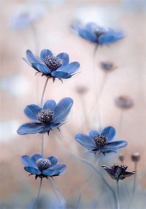 Cosmos Blue Photograph By Mandy Disher Flowers Nature Flowers