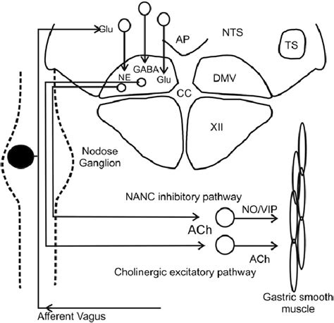 Schematic diagram illustrating vago-vagal reflex control of the ...