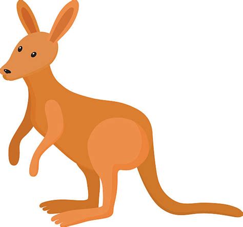 Pictures Of Wallabies Illustrations Royalty Free Vector Graphics