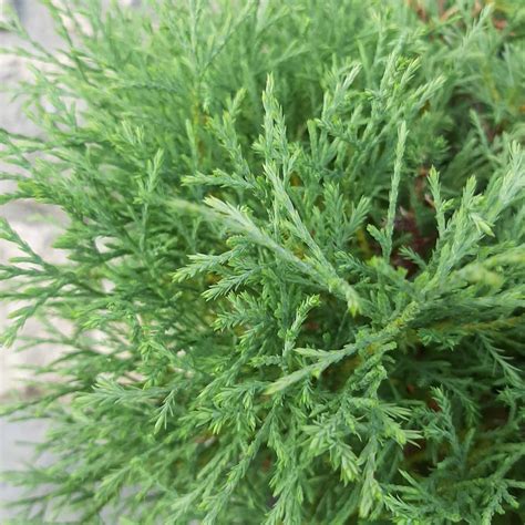 Mr Bowling Ball Arborvitae 2 Container Grimms Gardens