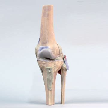 Knee Joint Extended – Veresk Tajhiz