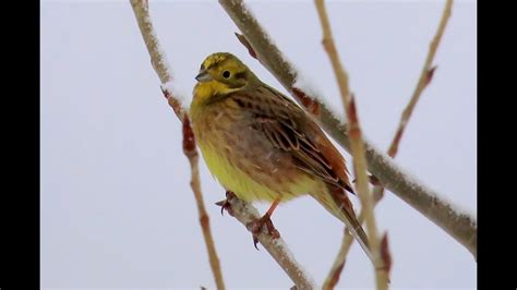 Strnad Obecn Yellowhammer Goldammer Geelgors