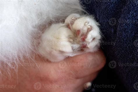 Cat Paw On Human Hand 17307954 Stock Photo At Vecteezy