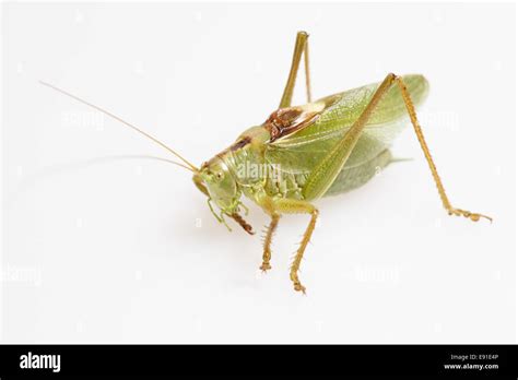 Green Grasshopper Stock Photo Alamy