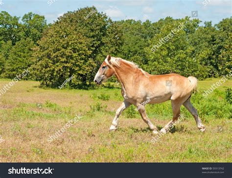 Belgian Draft Horse In Powerful Trot Across A Pasture Stock Photo