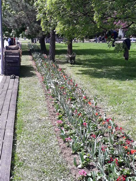 Zamjena Sezonskog Cvije A U Gradskim Cvijetnjacima Grada Banja Luka