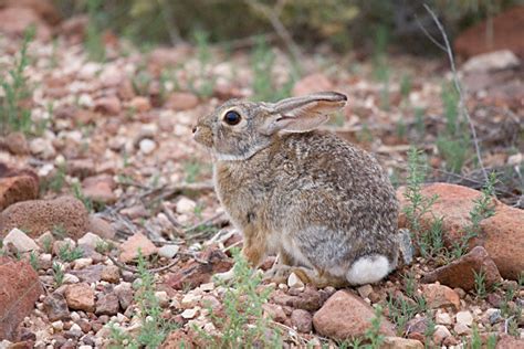 Desert Cottontail (Sylvilagus audubonii)