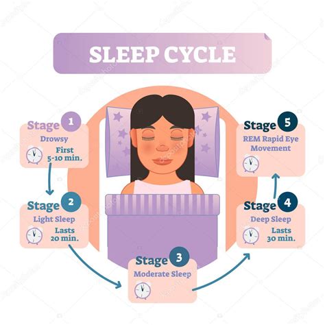 Diagrama De Ilustración Del Vector Del Ciclo Del Sueño Humano Saludable