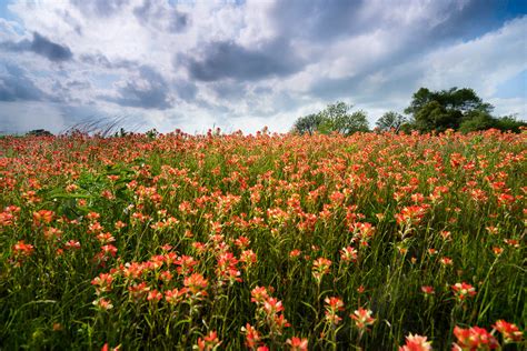 Wildly Blooming - Indian Paintbrush | Texas | Wildflower | Pictures ...