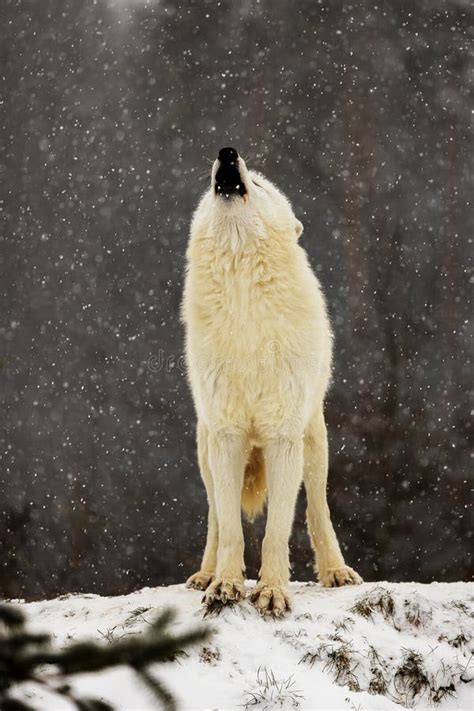 Arctic Wolf Canis Lupus Arctos The Lonely Howl Is Heard Far Away Stock