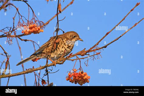 Redwing bird Turdus iliacus in a the Rowan tree Joseph Rock eating ...