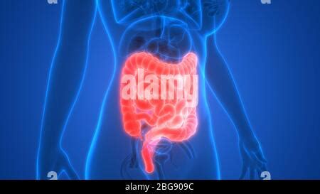 Apparato Digestivo Umano Grande E Piccolo Intestino Anatomia Foto Stock