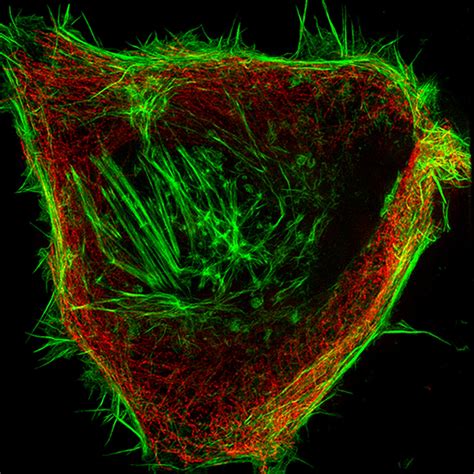 How To Set Up A 3d Sim Microscope User Manual 2014 Wiley Analytical Science