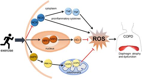 Frontiers Effect Of Oxidative Stress On Diaphragm Dysfunction And