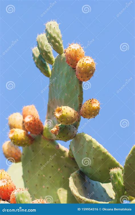 Folhas De Cacto Grandes Frutos Espinhosos Foto De Stock Imagem De