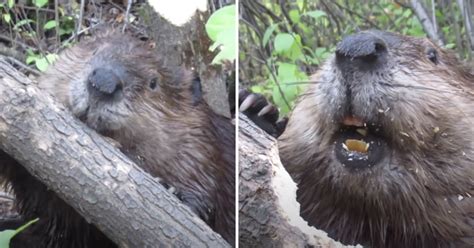 Beaver Adorably Chews Through Tree Limb 9gag