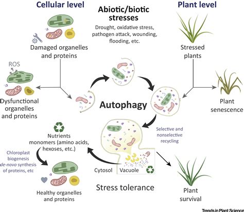 Linking Autophagy To Abiotic And Biotic Stress Responses Trends In Plant Science