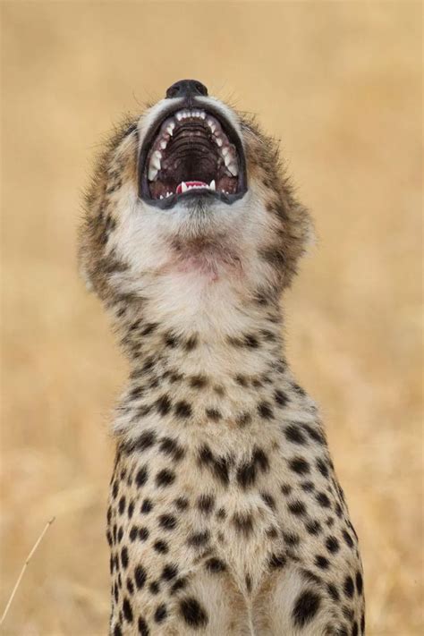 Whats So Funny Photographers Hilarious Collection Of Animals