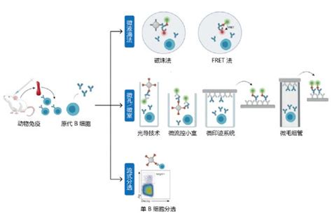 高通量单b细胞筛选技术及解决方案生物器材网