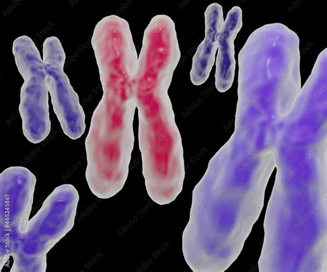 Chromosomal Disorder Or Abnormalities Stock Illustration Adobe Stock