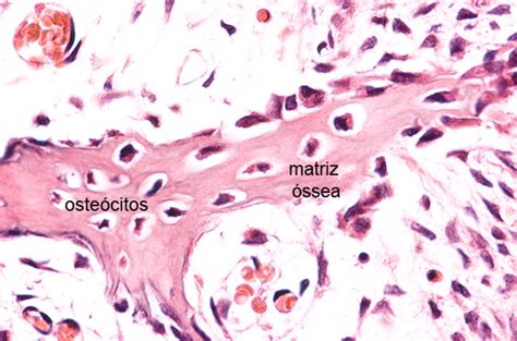 Tecido Sseo Histology Interactive Histology Microscopy Online