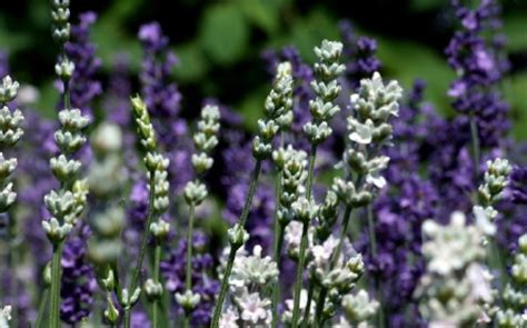 Lavendel Combineren Met Andere Planten Pvf Agbc