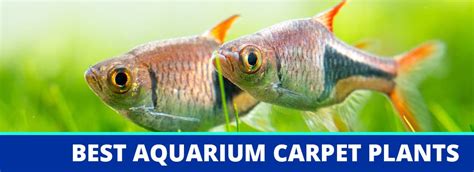 Top 5 Best Aquarium Carpet Plants and Grasses for Beginners and Experts