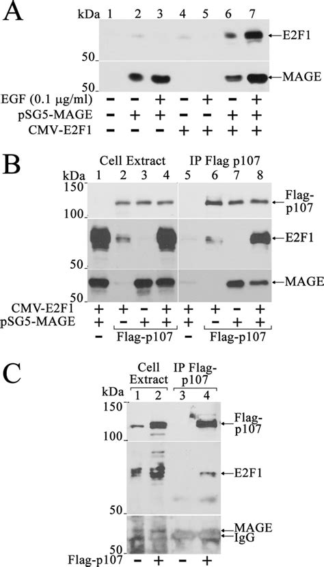 Proto Oncogene Activity Of Melanoma Antigen A Mage A Regulates