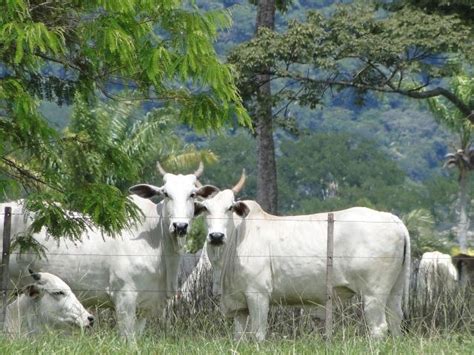 Tudo Sobre Tempo Canal Rural