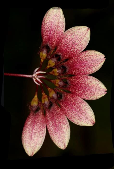 Bulbophyllum Lepidum Portraiture Pods Petals Bloom Inspo Tattoos