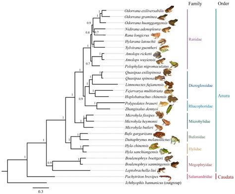 Biology Free Full Text Spatial Patterns Of Species Diversity Of