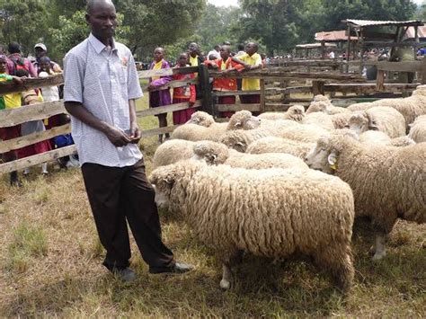 Sheep Farming in Kenya: Beginner's Guide | Bizhack Kenya