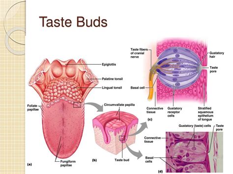 How to get your taste buds back - oplpacks