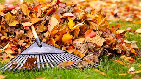 How To Use Fallen Leaves Mulching From Leaves In The Soil