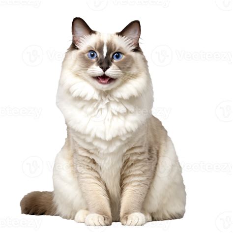 blanco muñeca de trapo gato sentado aislado transparente foto 44760885 PNG