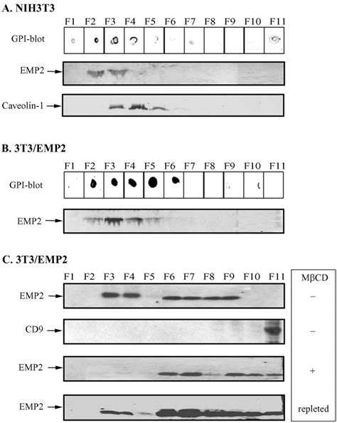 EMP2 Is Targeted To Lipid Rafts And Is Disrupted After MCD Treatment