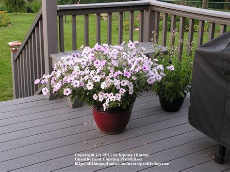 Tidal Wave Petunias