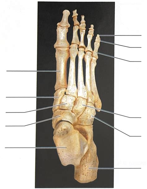 Tarsals Metatarsals Phalanges Superior View Diagram Quizlet