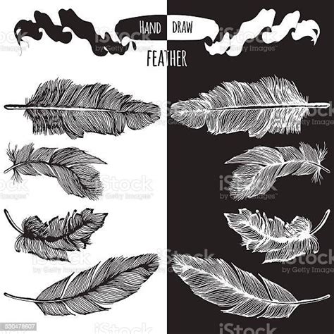 Hands Drawn Bird Feather Vector Stock Illustration Download Image Now