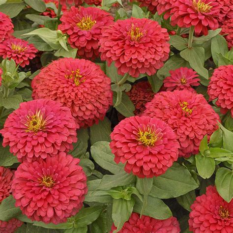 Zinnias Looking Hot For Fall Garden Fest Mississippi State University