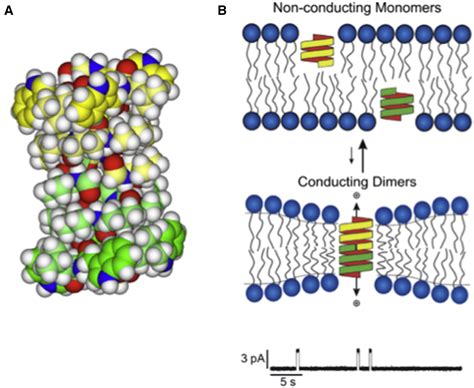 Gramicidin A Channel Formation Induces Local Lipid Redistribution I