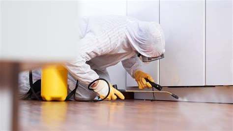 Diy Vs Professional Pest Control Which Is Right For You