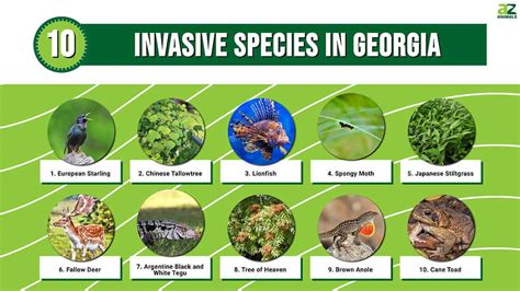 Invasive Species Examples | edu.svet.gob.gt