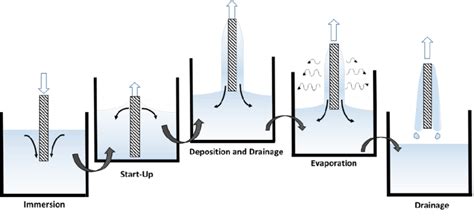 21 Principle Steps Of The Dip Coating Process Download Scientific